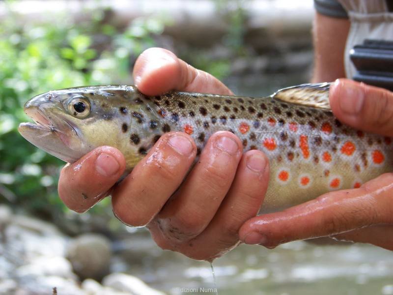 no-kill-fiume-ente-trota