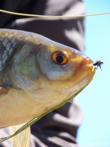 scardola-pesca-a-mosca