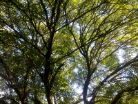 quercia-fosso-del-biscione