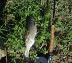 cavedano-fiume-lenta