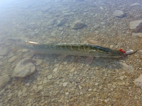 Luccio diga-liscione