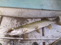 luccio-pescato-a-lago-di-bracciano-gomma